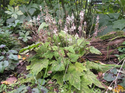 Tiarella_wherryi_800x600.jpg