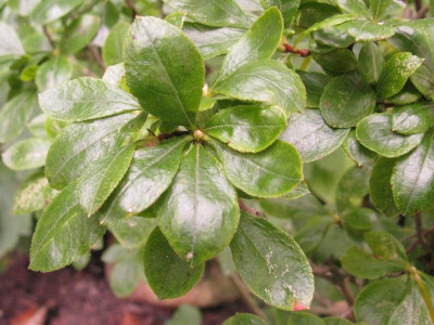 Welcher_Rhodo_2_800x600.jpg
