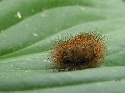 Raupe-Juli-1.jpg