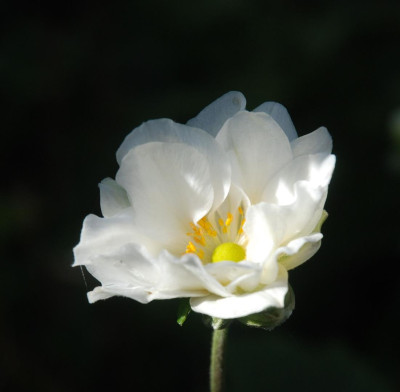 C9279a_Large.jpg