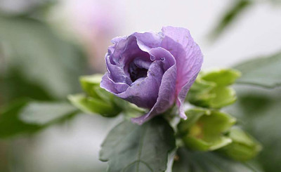 IMG_0250f.jpg
