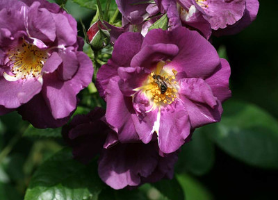 IMG_9886f.jpg