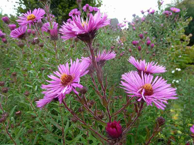 Aster_n.-a._welche_P10903451.jpg