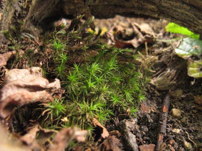 Polytrichum_800x600.jpg