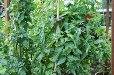 Tomaten_2013.jpg