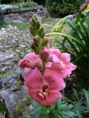 Antirrhinum_P10903491.jpg