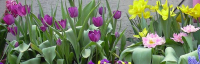 tulpenkiste_02.jpg