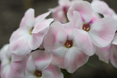 a_phlox.jpg