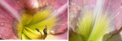 Edith_Bernhardt_Detail_2012.jpg