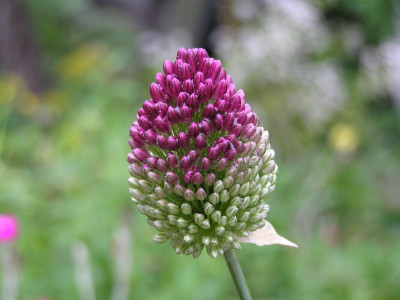 Allium_klein.jpg