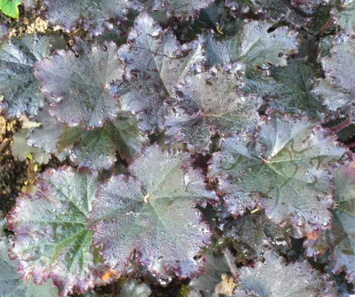 Heuchera-Binoche.13-1.jpg