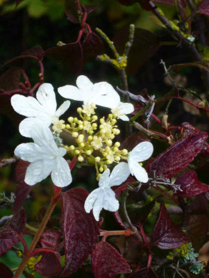 Viburnum_Summer_Snowflake.13-2.jpg