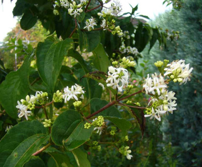 Heptacodium_miconioides.13-1.jpg