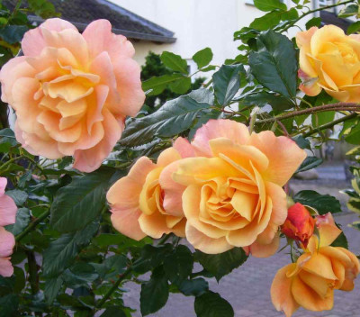 Rose-Westerland.13-2.jpg