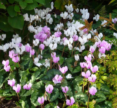 Cyclamen_hederifolia.13-1a.jpg