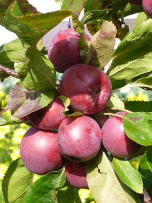 Malus-Maypole.13-5.jpg