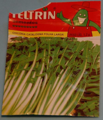 Chicoria_catalogna_4614.JPG
