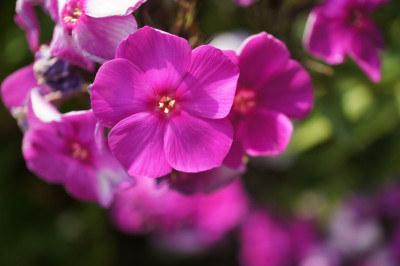 Phlox_Prunella.jpg