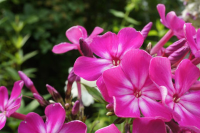 Phlox_Festivalnyj.jpg