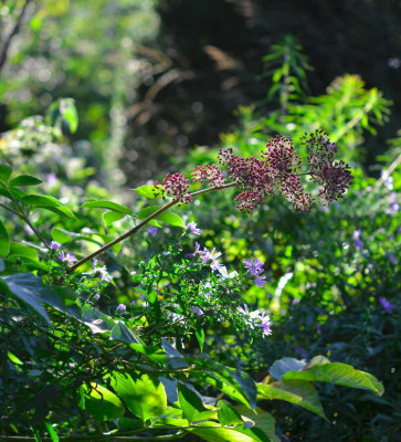 13Sept_Aralia_californica_Aster_x_versicolor_Altweibersommer.JPG