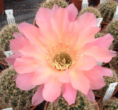 Echinopsis_Hyb_A_2013_900x900_80KB.jpg