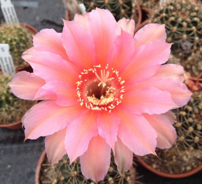 Echinopsis_Hyb_D_2013_900x900_80KB.jpg