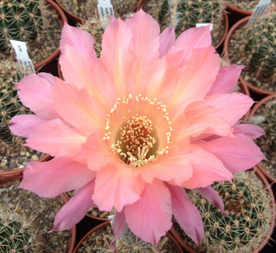 Echinopsis_Hyb_E_2013_900x900_80KB.jpg