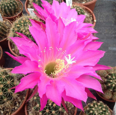 Echinopsis_Hyb_F_2013_900x900_80KB.jpg