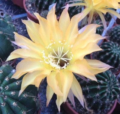 Echinopsis_Hyb_G_2013_900x900_80KB.jpg