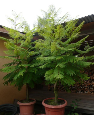 tg_130927_1.jpg