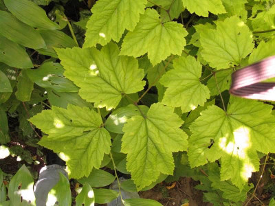 Cimicifuga_racemosa_var._cordifolia_800x600.jpg