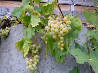 Ende_septrem_009.JPG
