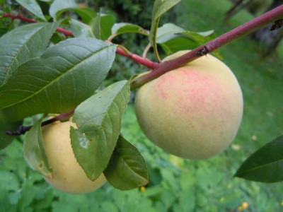 Ende_septrem_012.JPG