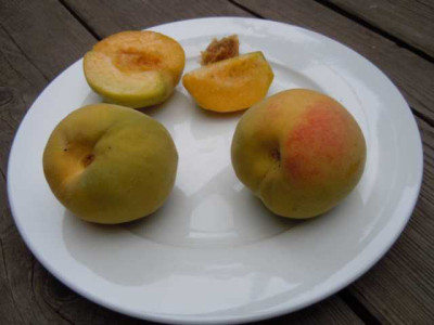Ende_septrem_025.JPG