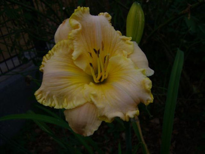 P1020445_Small.JPG