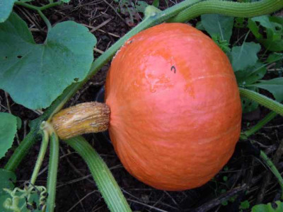 Ende_septrem_007.JPG