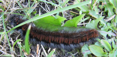 raupe_130927_1.jpg