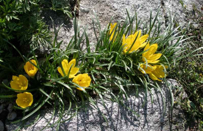 comp_Sternbergia_sicula_28.09.13.jpg