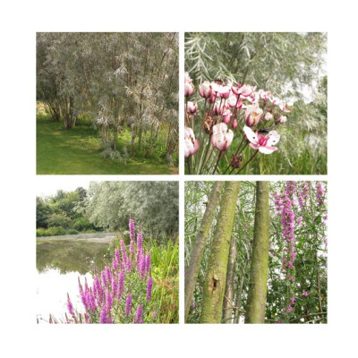 salix_exigua_coyotenweide.jpg
