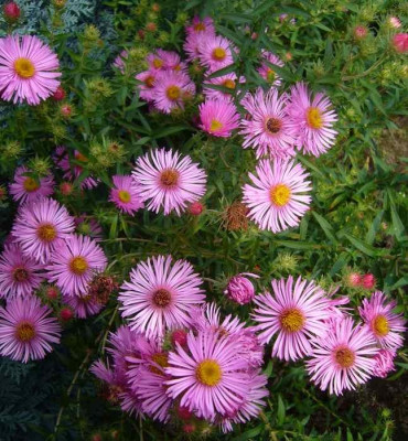 Aster-Samling-13-1a.jpg