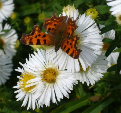 Aster-noviangliae.Herbstschnee.13-2a.jpg