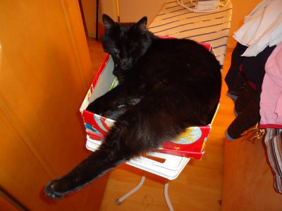 Kartonkatze.JPG