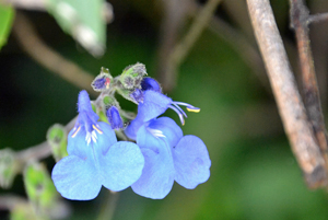 DSC_1006Coto.jpg