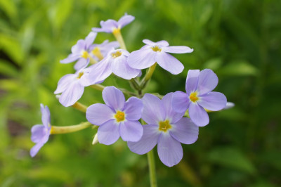 Phlox_idahonis.jpg