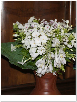 Phlox_als_Schnittblume.jpg