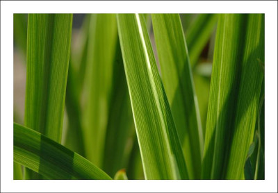 Iris_Variegata_1_28-06-2006.jpg