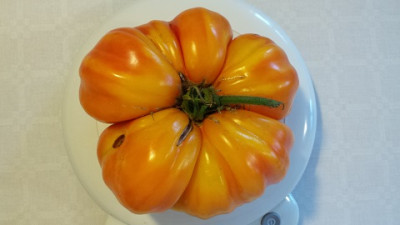 Monstertomate_2_klein.jpg