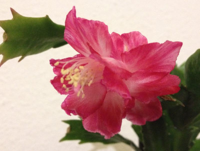 Schlumbergera_Big_Fire_09-2013_800x800_80KB.jpg