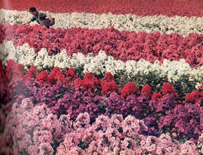 Phlox_en_masse.jpg