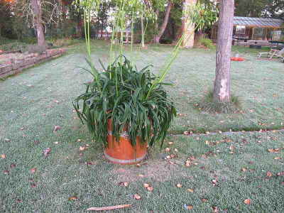 Agapanthus_2.10.13_ue.jpg